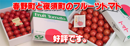 春野町と夜須町のフルーツトマト