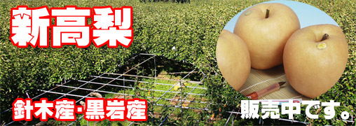 黒岩産、針木産新高梨