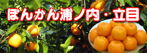 立目・浦ノ内ぽんかん