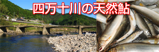 �l���\��̓V�R��