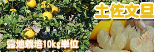土佐文旦通販