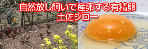 土佐ジロー有精卵