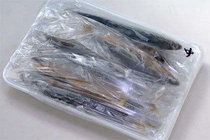 天然鮎冷凍500g中サイズ