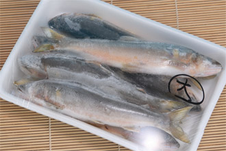 天然鮎仁淀川大サイズ500g冷凍