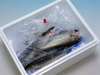 天然鮎大サイズ500g（生）