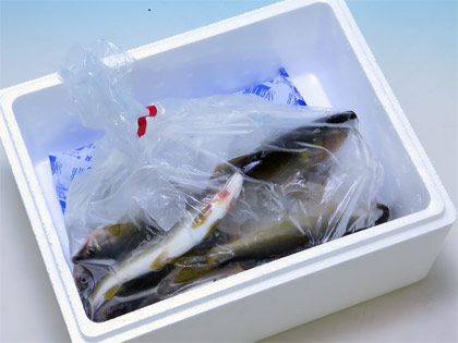 天然鮎中サイズ1kg（生）