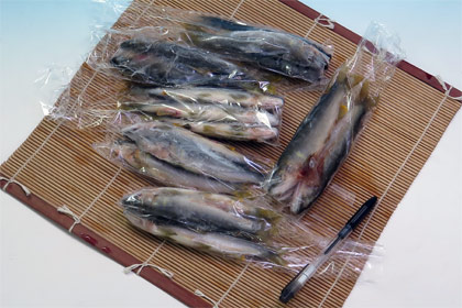 天然鮎小サイズ500g冷凍