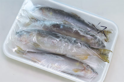天然鮎子持ち冷凍500g