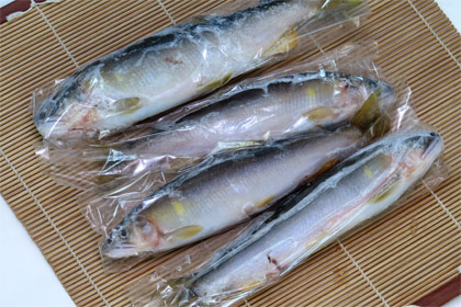 天然鮎子持ち冷凍500g大サイズ