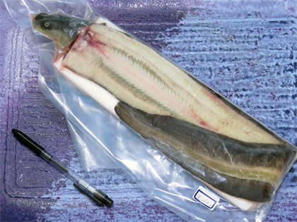 天然うなぎ1尾で264g