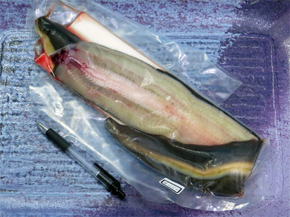 天然うなぎ1尾で266g