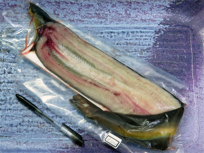 天然うなぎ1尾で320g