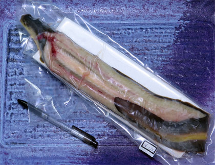 天然うなぎ1尾で194g