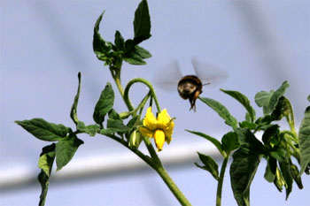受粉のマルハナ蜂