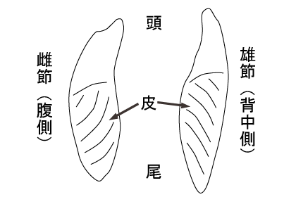 雄節と雌節