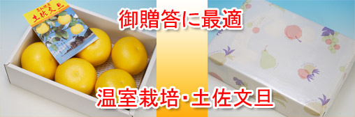 土佐文旦ハウス栽培