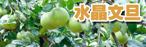 水晶文旦の通販