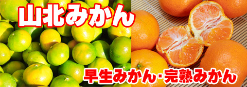 山北みかん早生