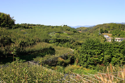 新高梨農園