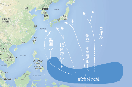 鰹の回遊ルート