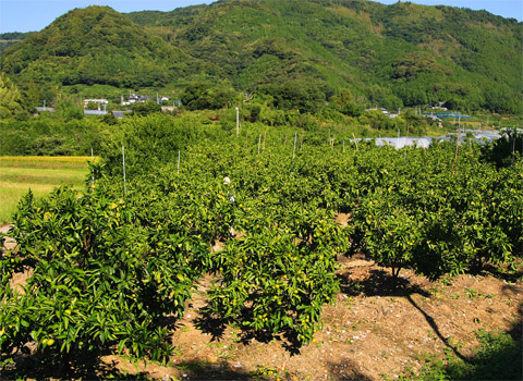 山北みかん畑